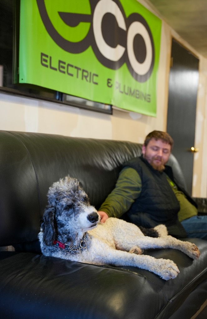 Mongo, the Eco office dog, relaxing under the Eco Electric & Plumbing banner